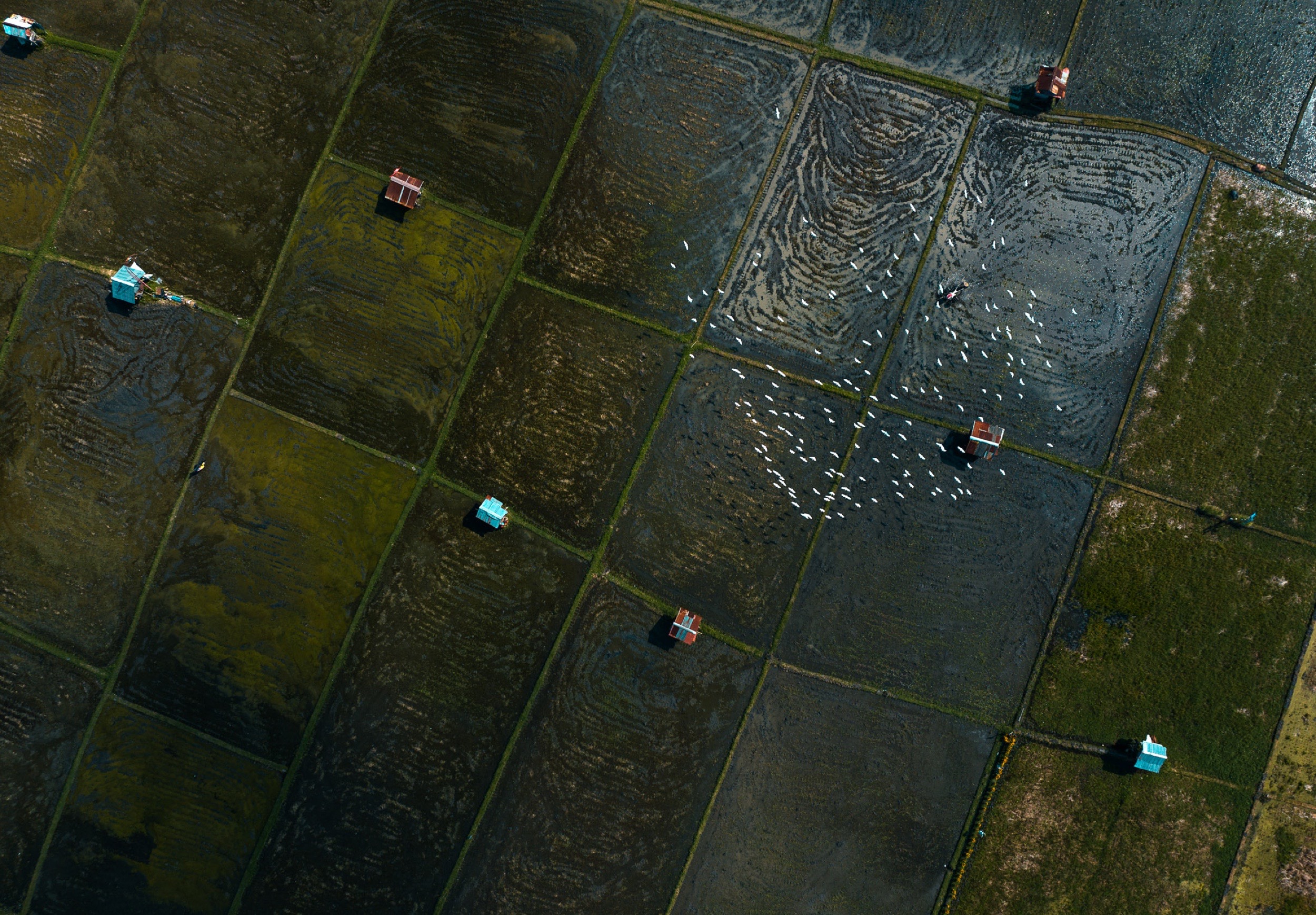 Rice paddies meeting dense development in Bali, from the air